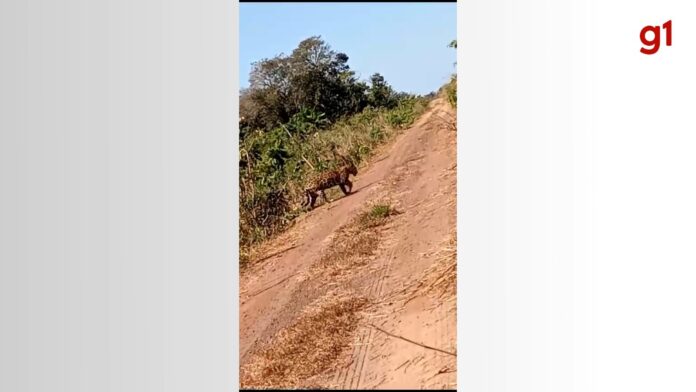 whatsapp-image-2024-08-05-at-17.42.42