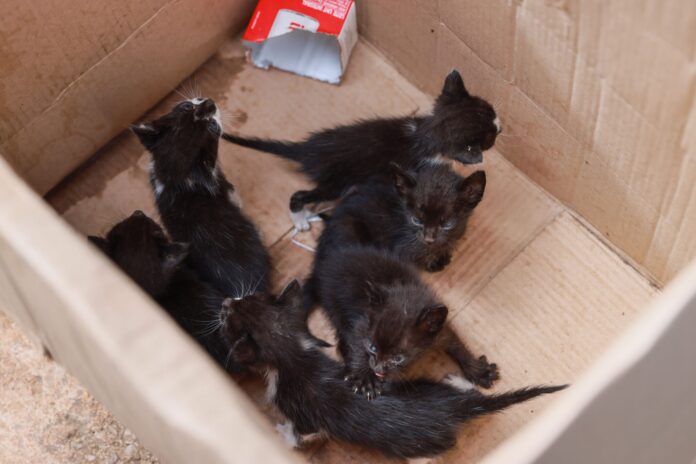 gatinhos