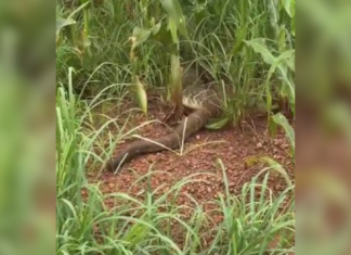 ‘Chegou a reagir com um bote’, diz engenheiro que se surpreendeu com cascavel gigante em estrada; VÍDEO