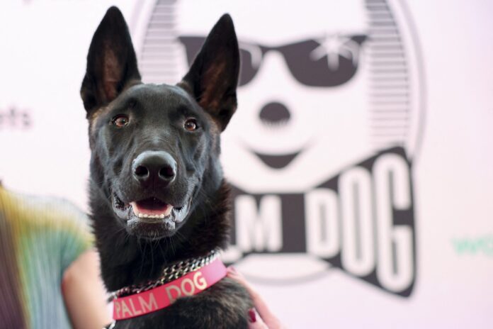 2026-05-22t174036z-1-lynxmpem4l1fm-rtroptp-4-filmfestival-cannes-palm-dog-scaled