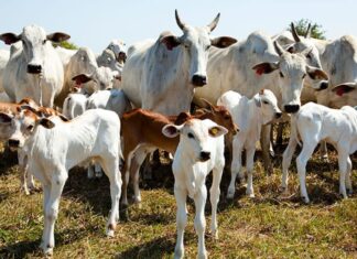 Com rebanho de 11,6 milhões, Tocantins tem quase oito cabeças de gado por pessoa